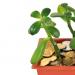 Как посадить денежное дерево правильно чтобы в доме водились деньги